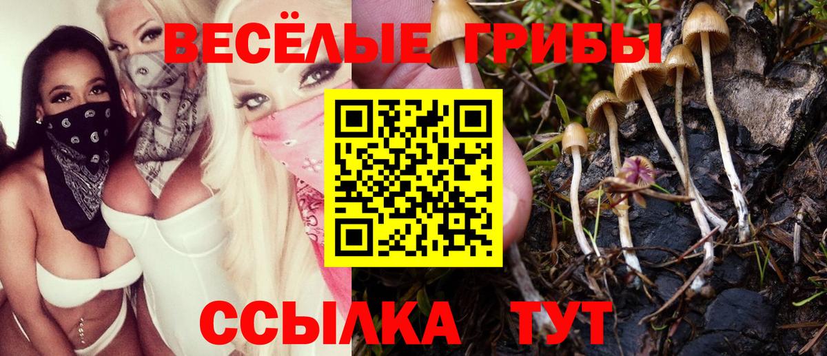 Псилоцибиновые грибы Cubensis Курганинск